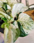 Epipremnum Pinnatum 'Manjula' (Pothos)