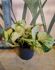 Epipremnum Pinnatum 'Manjula' (Pothos)