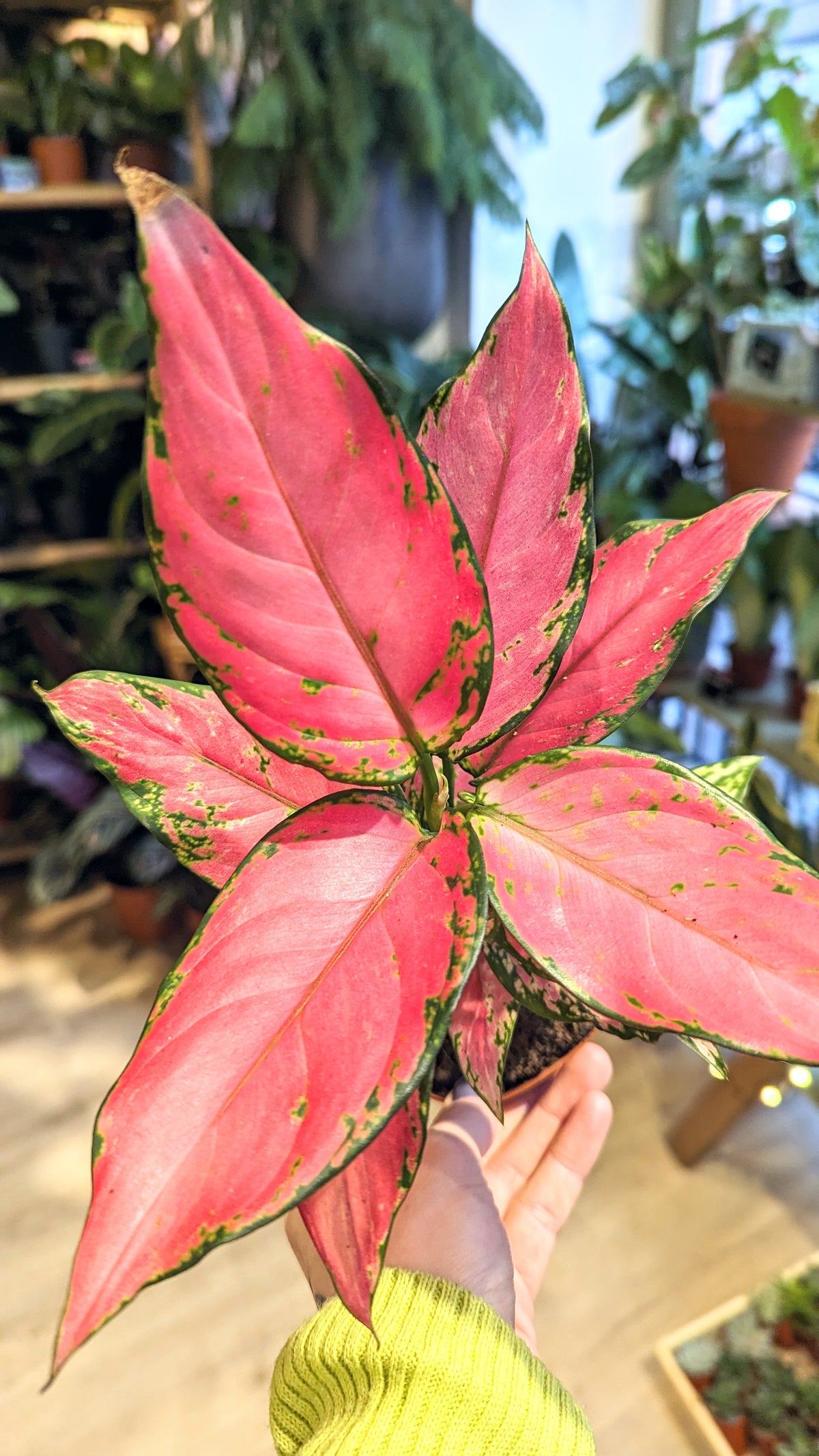 Focus sur... les Aglaonema