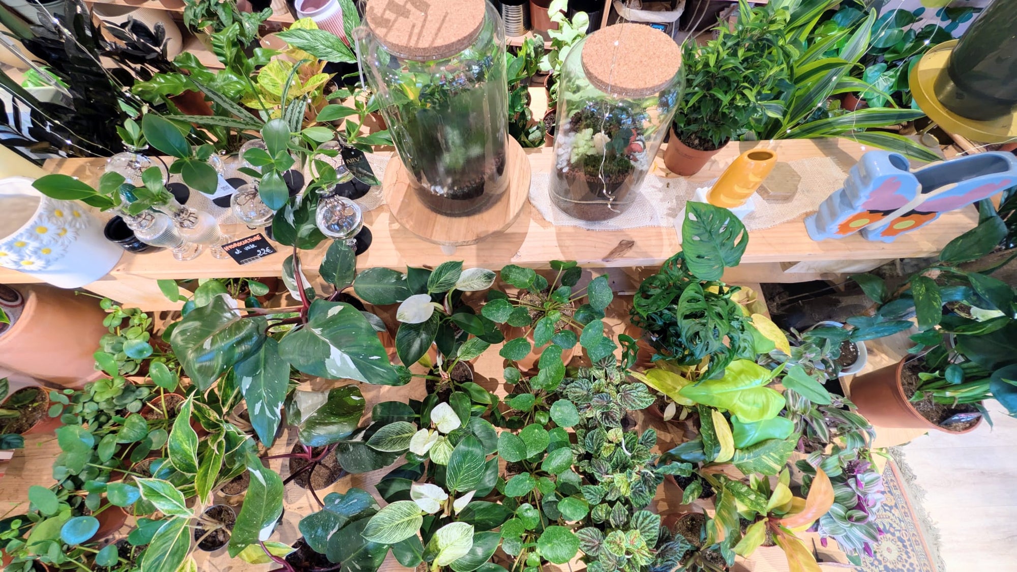 Alternatives aux grandes surfaces pour acheter des plantes à Strasbourg 🌿