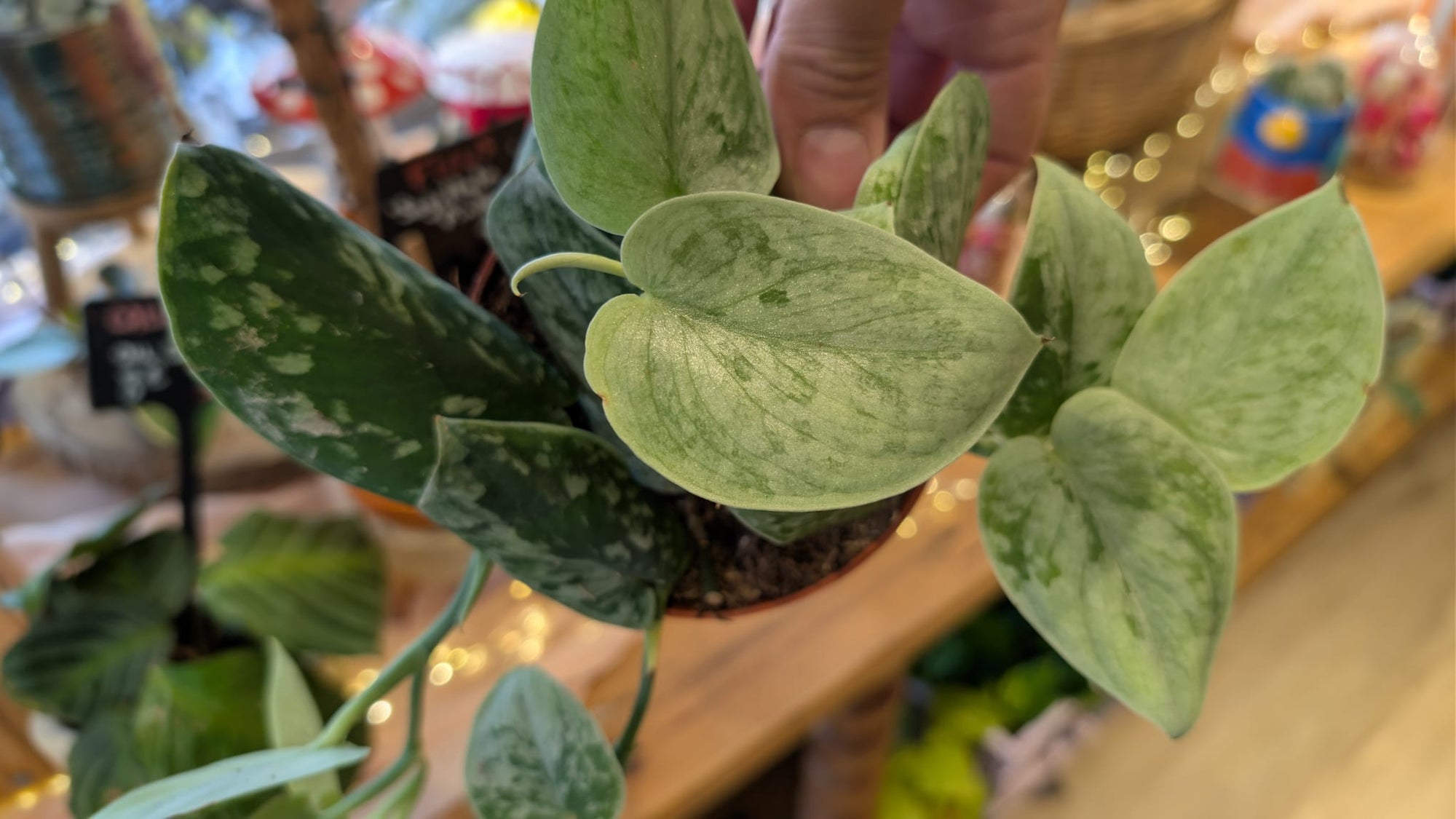 Les meilleures plantes pour débutants : faciles à entretenir 🌿