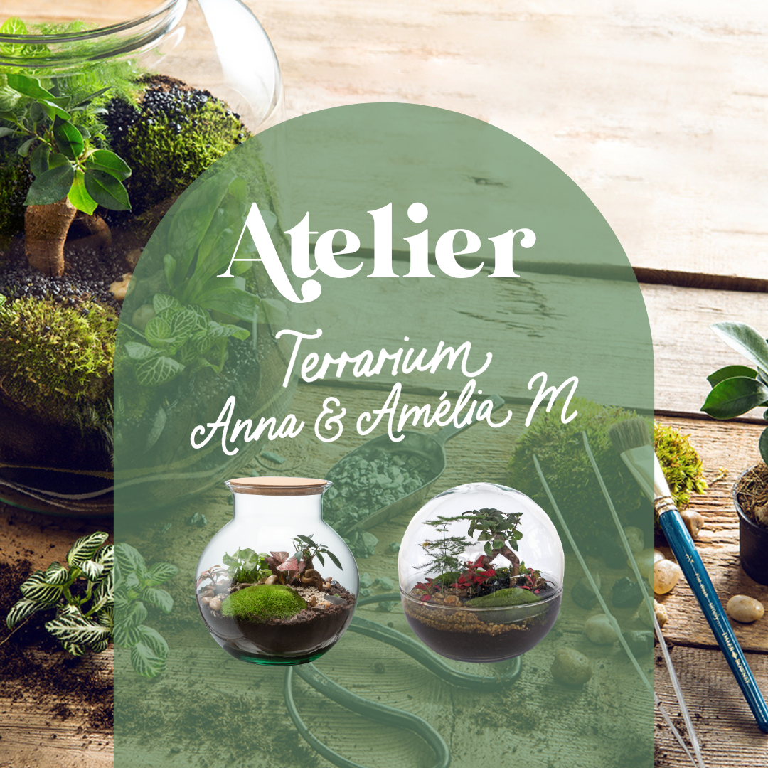 ☘️ Atelier Terrarium Anna ou Amélia - Taille M ☘️