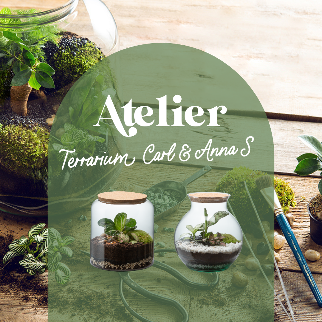 🍃 Atelier Terrarium Carl ou Anna - Taille S 🍃