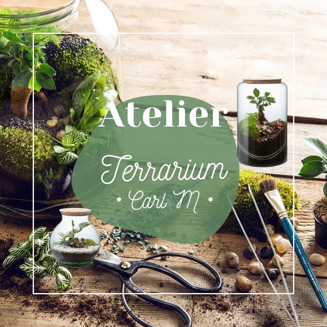 🌿 Atelier Terrarium Carl - Taille M 🌿