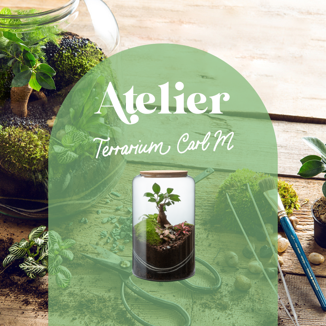 🌿 Atelier Terrarium Carl - Taille M 🌿