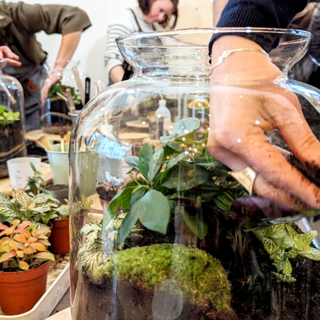 🌿 Atelier Terrarium Jeanne S ou M🌿