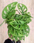 Monstera 'Monkey Mask' (Plusieurs options)