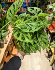 Monstera 'Monkey Mask' (Plusieurs options)
