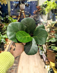 Ficus Lyrata | Baby Plants