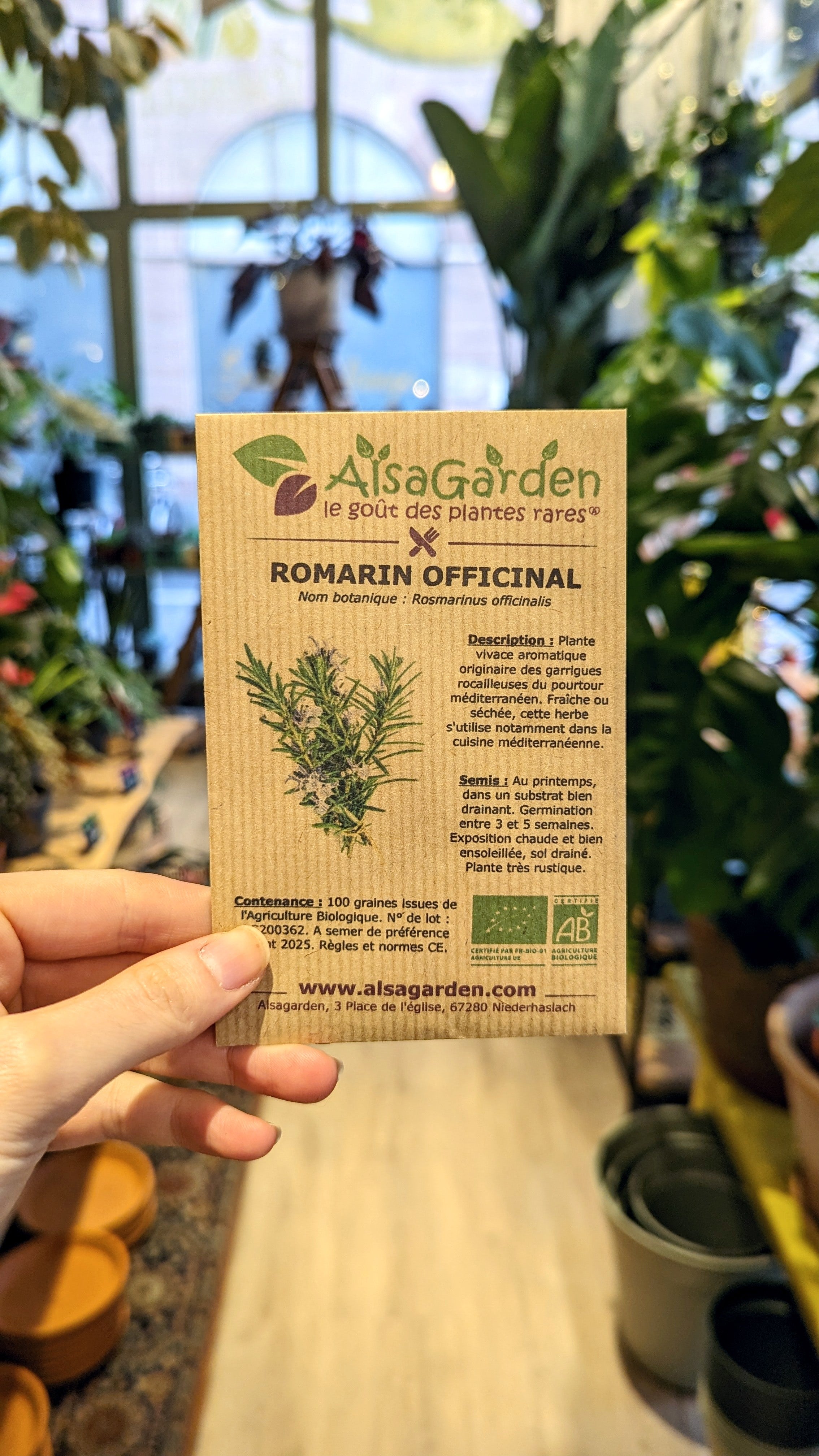 Rosemary &#39;Officinal&#39; organic seeds - Alsagarden seeds 