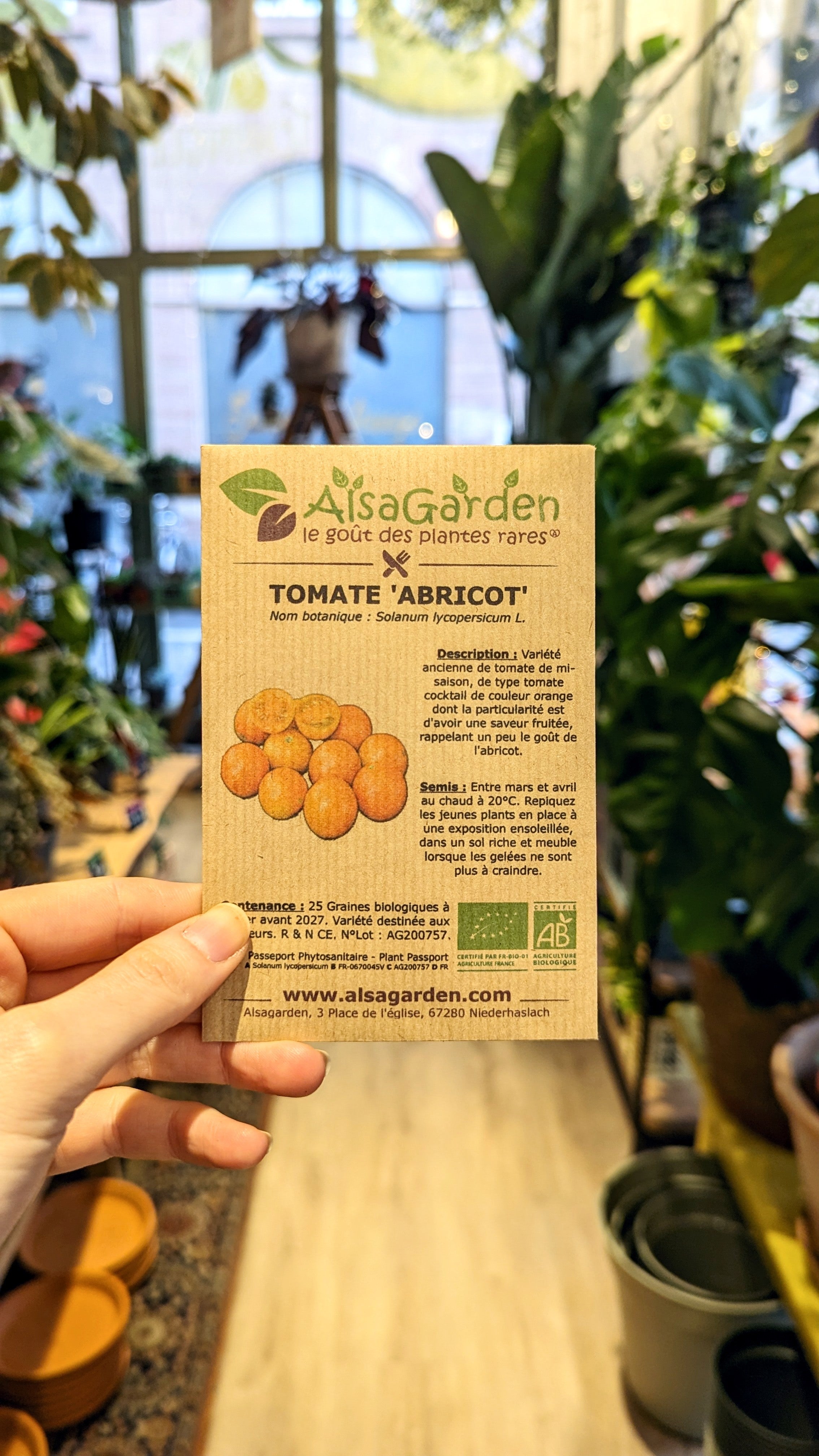 Tomate &#39;abricot&#39; bio - Semences Alsagarden