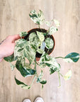 Epipremnum 'Marble Variegata' (Pothos)
