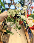 Epipremnum 'Marble Variegata' (Pothos)
