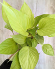 Homalomena 'Lemon lime'