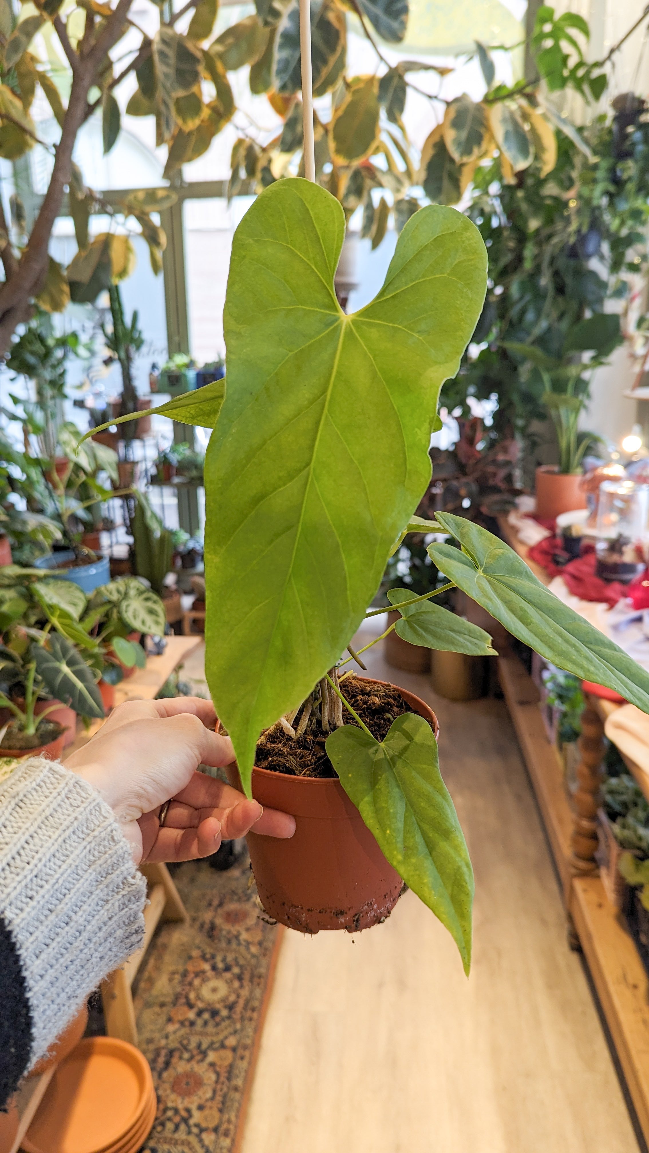 Anthurium Balaoanum selling