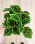 Pilea 'Moon Valley'