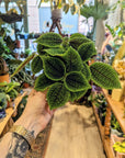 Pilea 'Moon Valley'