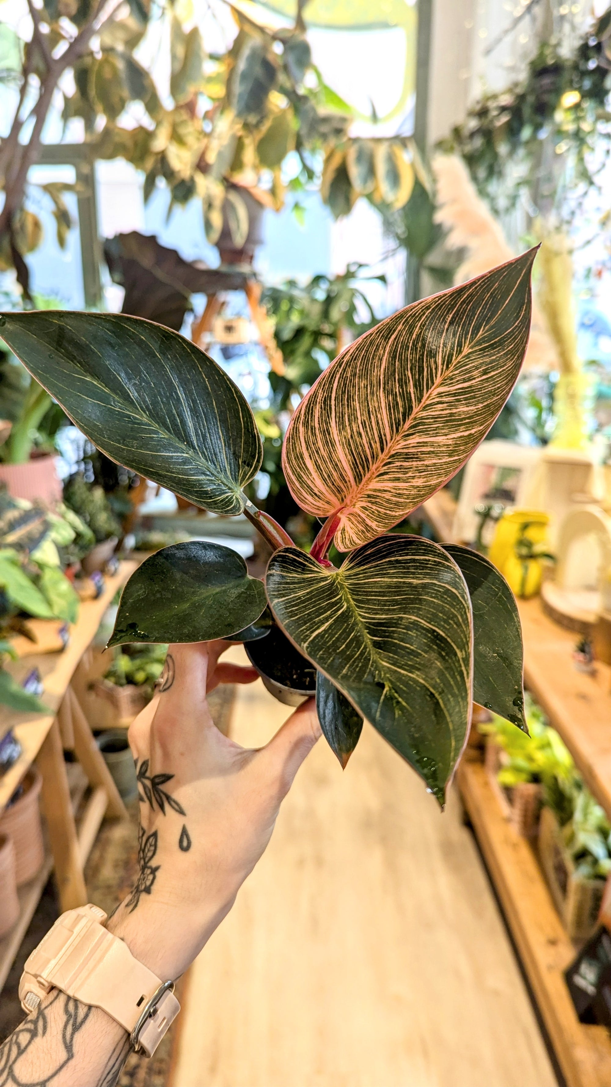 pink bikini philodendron Philodendron 'Pink Bikini'
