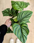 Philodendron 'Plowmanii'