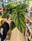 Philodendron 'Plowmanii'