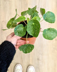 Pilea peperomoides 'Sugar'