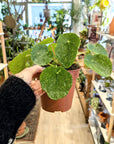 Pilea peperomoides 'Sugar'