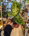 Dieffenbachia 'Reflector'