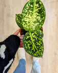 Dieffenbachia 'Reflector'