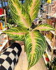 Aglaonema 'Eyecatcher'