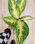 Aglaonema 'Eyecatcher'