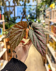 Begonia BD 'Pink Spot'  | Baby Plants