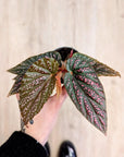 Begonia BD 'Pink Spot'  | Baby Plants