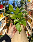 Monstera Minima Variegata