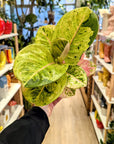 Aglaonema 'Apple Fantasy'