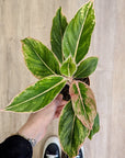 Aglaonema Lipstick | Baby Plants