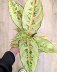 Aglaonema 'Corn Silk'