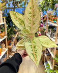 Aglaonema 'Corn Silk'