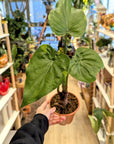 Alocasia Cucullata