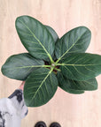 Ficus Benghalensis 'Audrey'