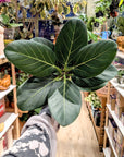 Ficus Benghalensis 'Audrey'