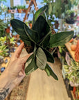 Scindapsus 'Dunkle Form'