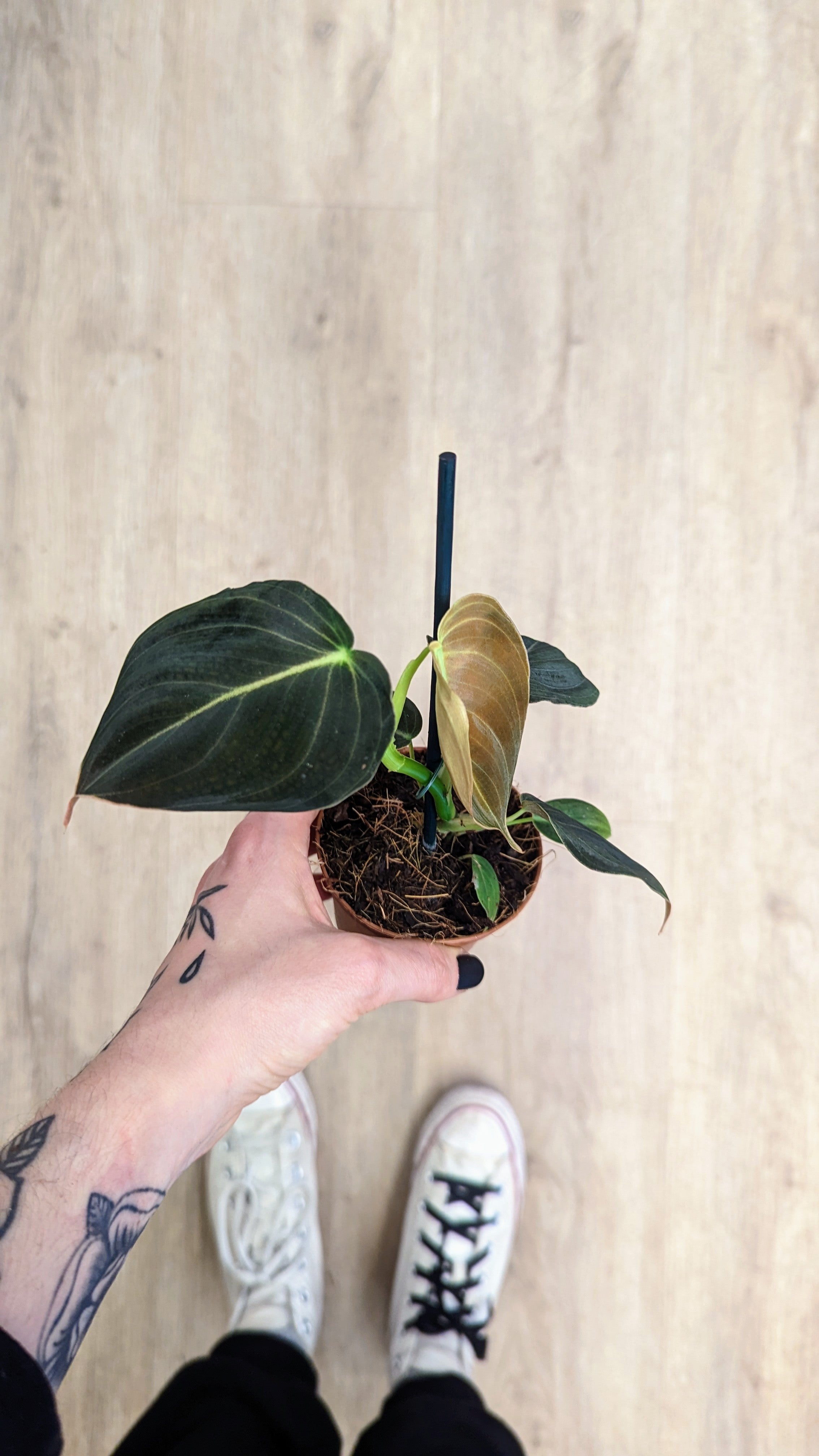 Produkte – Getaggt Philodendron – Tchungle