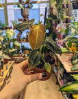 Philodendron 'Melanochrysum' | Baby plants