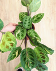 Maranta Kerchoveana Variegata