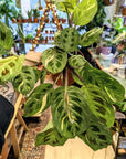 Maranta Kerchoveana Variegata