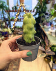 Kaktus Myrtillocactus geometrizans 'Fukurokuryuzinboku'