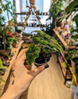Alocasia 'Jacklyn' | Baby plants