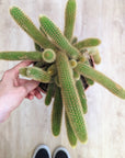 Cactus Hildewintera Colademononis (Queue de chat)