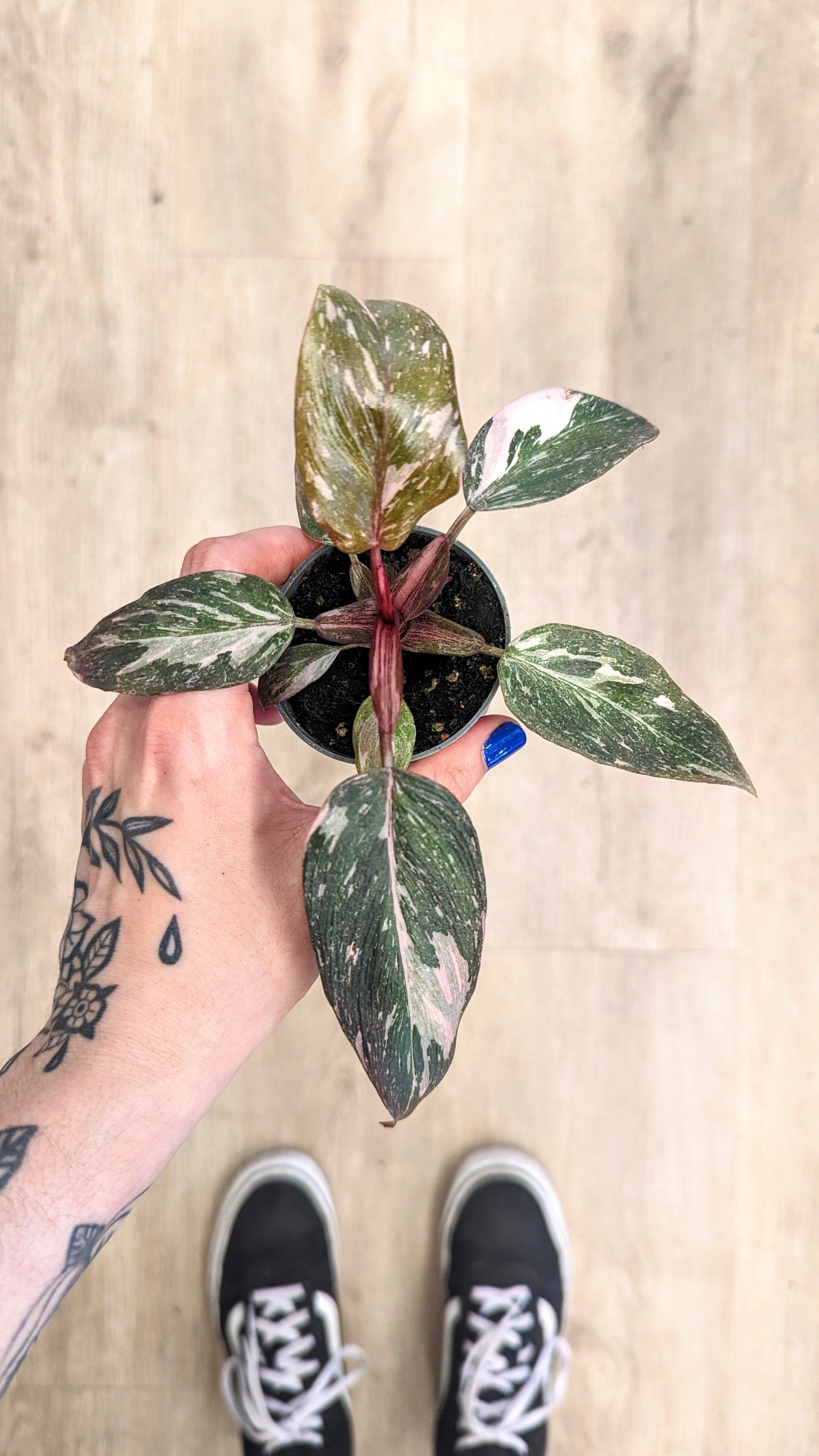 Philodendron Pink Princess (Multiple options)