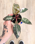 Philodendron 'Pink Marble' | Baby plants